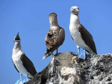 Galápagos eilanden - Blauwvoet van gent