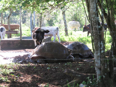 Galápagos eilanden - Galapagos schildpad