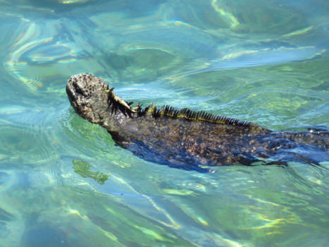 Galápagos eilanden - Zeeleguaan