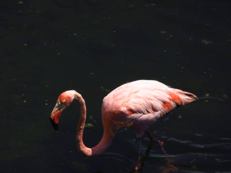 Galápagos eilanden - Cubaanse flamingo