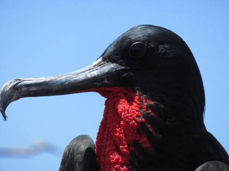 Galápagos eilanden - Fragat