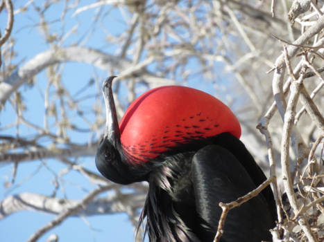 Galápagos eilanden - Fregat
