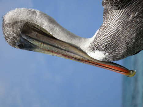 Galápagos eilanden - Bruine pelikanen