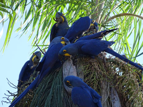 Pantanal - Hyacinth Ara's in de Pantanal, Brazilië