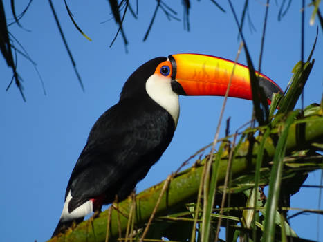 Pantanal - Reuzen Toekan, Brazilië