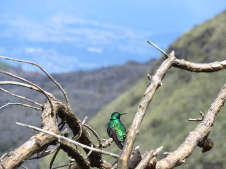 Cotopaxi National Park - Kolibrie, Andes gebergte, Ecuador