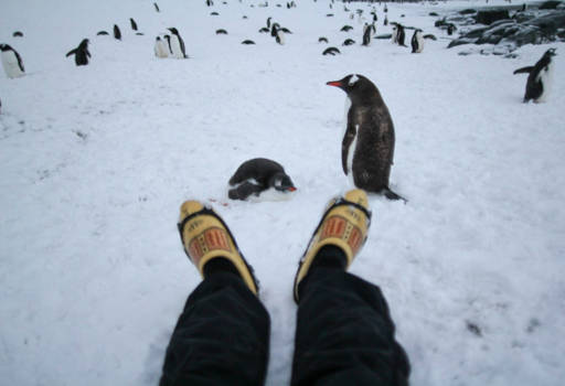 Antarctica - Nu weten de Penguins ook wat klompen zijn!