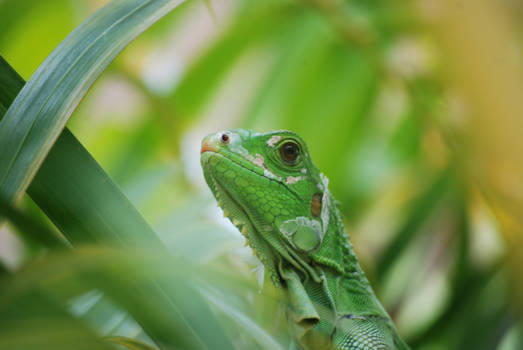 Paramaribo - Leguaan in Paramaribo