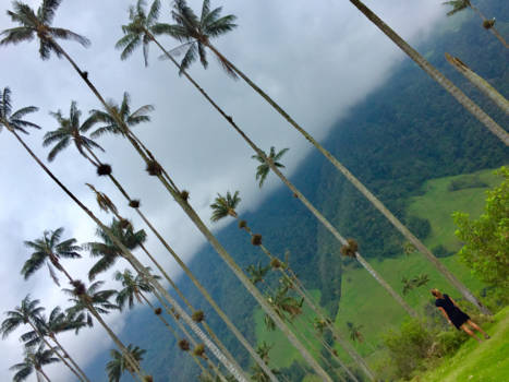 Valle de Cocora - I thought I was tall..