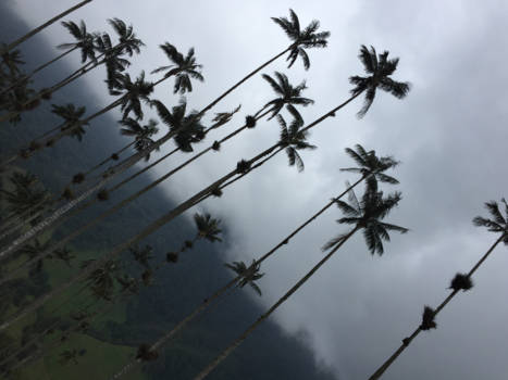 Valle de Cocora - Misty palmtrees