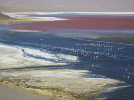 Bolivia - Laguna Colorada