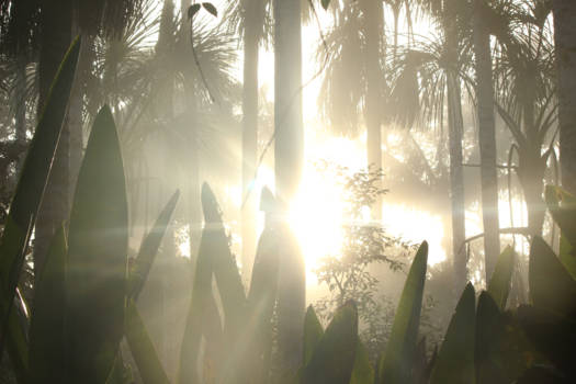 Puerto Maldonado - Sunrise in Peruvian Amazon
