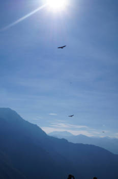 Colca Canyon - Condors in Colca Canyon
