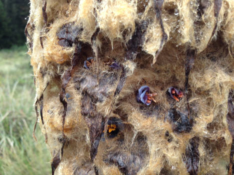 Peru - Bloeiende cactus