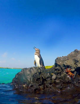 Galápagos eilanden - Spheniscus
