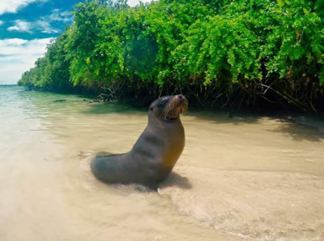Galápagos eilanden - Zeeleeuw