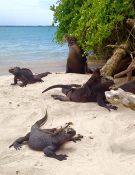 Galápagos eilanden - Strand