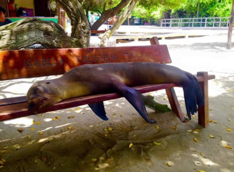 Galápagos eilanden - Bank bezet