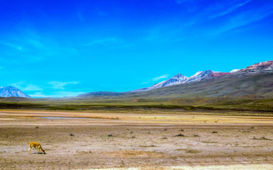 Peru - Vicunja's op de vlakte voor de Andes