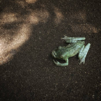 Iguaçu Falls - Kikker