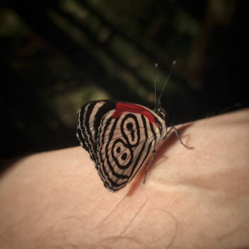 Iguaçu Falls - number 80