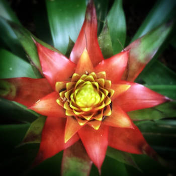 Iguaçu Falls - Bloemenpracht