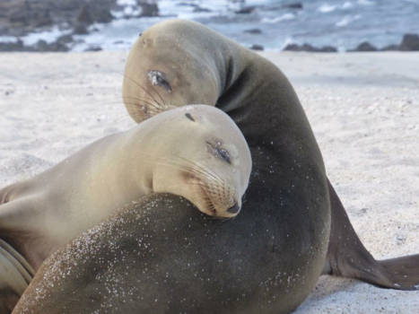 Galápagos eilanden - Moeder en kind