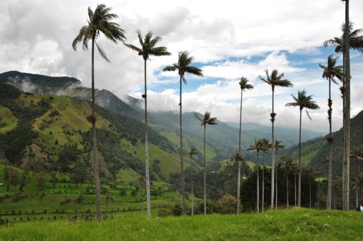 Valle de Cocora - National trees grow into heaven