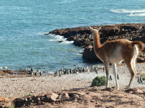 Argentinië - Two worlds meet - Pengiuns and Guanaco's