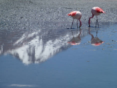 Bolivia - Flamingos, Laguna Hedionda