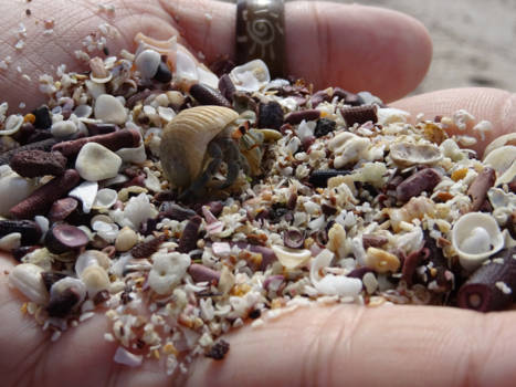 Galápagos eilanden - Hermit Crab at Santa Cruz