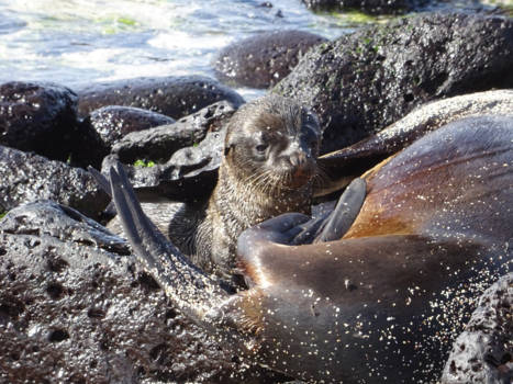 Galápagos eilanden - Baby sealion at Santa Cruz