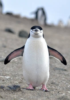 Antarctica - De plaatselijke bevolking