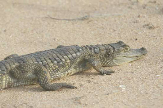 Suriname - Kwamen we tegen op het strand in Suriname