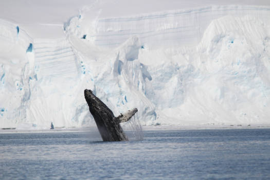 Antarctica - Jump for joy
