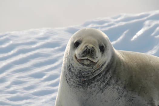 Antarctica - Smile !