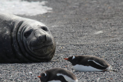 Antarctica - Relaxing on a beach