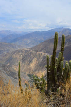 Colca Canyon - Colca Canyon
