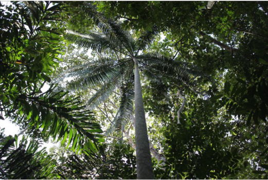 Rurrenabaque - Hidden sky