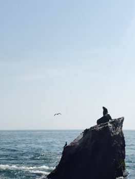 Paracas - Just chillin on the rocks