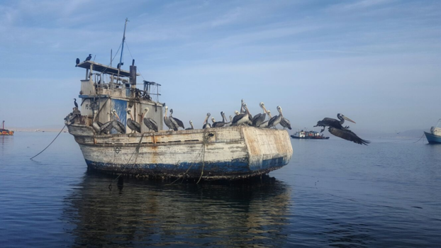 Islas Ballestas - Pelican fishing boat