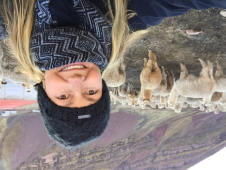 Bolivia - Kudde alpacas bij de Rainbow mountains (Peru, vinicunca)