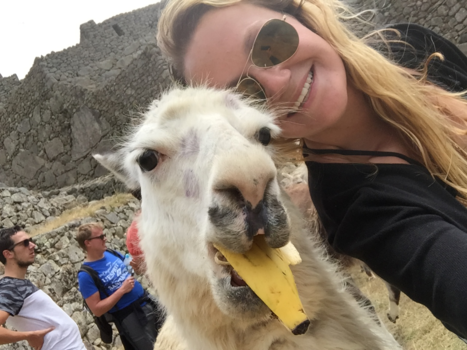 Peru - Machu Picchu alpaca