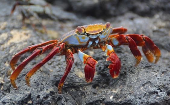 Galápagos eilanden - Knipoog