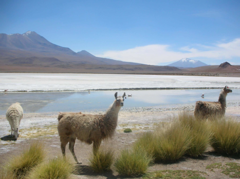 Bolivia - hemel in llama land