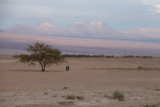 San Pedro de Atacama - Een boom in de Atacama woestijn, Chili