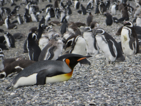 Ushuaia - Pinguins op Harberton Island, Ushuaia