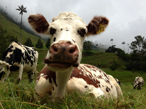 Colombia - Colombian Cow, valle de cocora