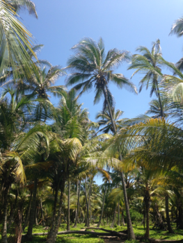 Colombia - Tayrona