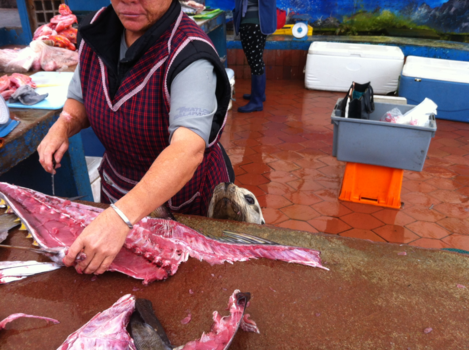 Galápagos eilanden - Oh ja Please Please Please